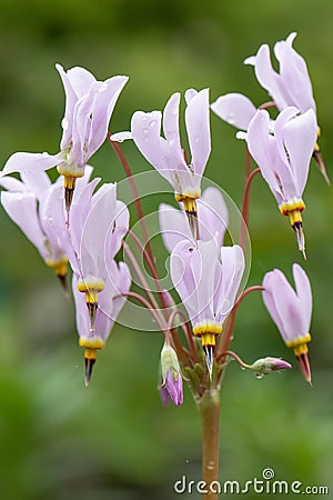 Eastern shooting star Dodecatheon meadia Queen Victoria, close-up of pink flowers Stock Photo